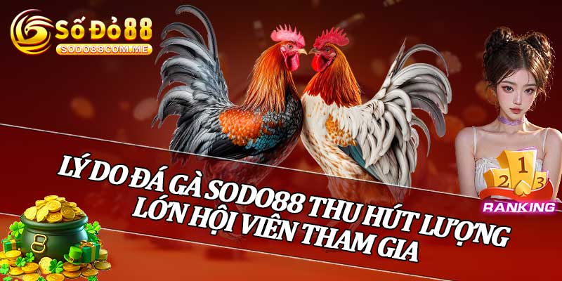 Lý Do Đá Gà Sodo88 Thu Hút Lượng Lớn Hội Viên Tham Gia